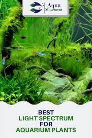 Best Light Spectrum For Aquarium Plants Aqua Movement Planted Aquarium Aquarium Freshwater Aquarium Plants