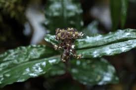 Image result for Floscopa glomerata