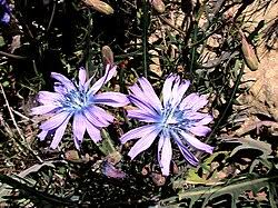 Image result for Lactuca lasiorhiza