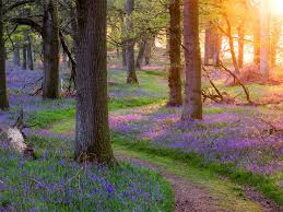 With pictures and notes on what to look out for. Scotland Beautiful Nature Forest Trees Grass Flowers Morning Sun Rays Wallpaper Nature And Landscape Wallpaper Better