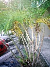 Image result for Dypsis lutescens