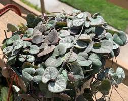 Image result for Ceropegia nilotica