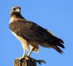 M P Red Tailed Hawk Eating Harris Ground Squirrel Desert Animals Bird Photo Ground Squirrel