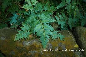 Image result for Selaginella kivuensis