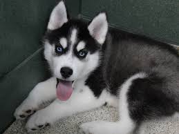 It's also free to list your available puppies and litters on our site. Visit Our Siberian Husky Puppies For Sale Near Tuscaloosa Alabama
