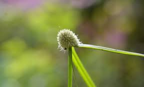 Image result for Cyperus dubius