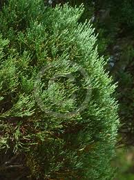 Image result for Callitris endlicheri