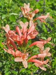 Image result for Tecomaria capensis