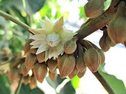 Image result for Mimusops obtusifolia