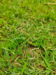 Image result for Sporobolus ioclados