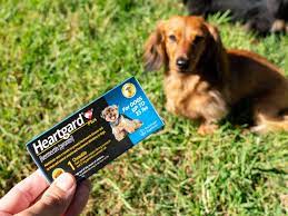 Safety And Side Effects Of Ivermectin For Dogs