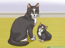 While strays may approach humans for food, exhibit behaviors like purring and meowing, and even allow themselves to be. How To Tame A Feral Cat 14 Steps With Pictures Feral Cats Feral Kittens Cats