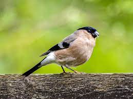 Maybe you would like to learn more about one of these? Bullfinch Botgros PasÄƒre Songbird Fotografie GratuitÄƒ Pe Pixabay