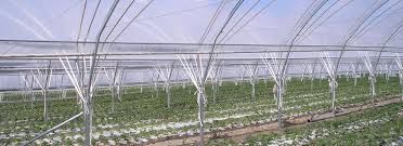 Les Fraises De L Ile D Orleans Inc Harnois