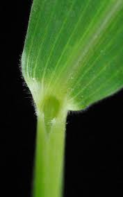 Image result for Urochloa deflexa