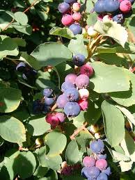 Image result for Amelanchier ovalis