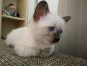 Siamese Kittens for Sale - Adoptapet