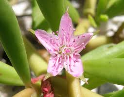 Image result for Sesuvium portulacastrum