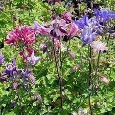 Image result for Aquilegia vulgaris Tower Mix