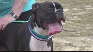 We would love for you to meet our wonderful dogs. Boxer Bash Raises Money To Rescue More Pups Wltx Com