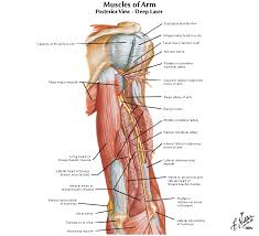 The trapezius partially covers this muscle near the. Back Arm Muscle Anatomy Human Body Anatomy