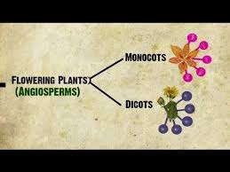Pin By Tobhiyah Green On Biology 100 Teaching Science Learning Science Homeschool Science
