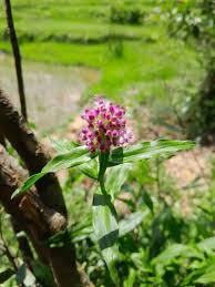 Image result for Floscopa glomerata