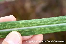 Image result for Saccharum spontaneum