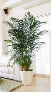 楽天市場 人気のアレカヤシ ビッグサイズ 10号鉢 観葉植物 インテリア 大型 個人事業主 法人専用商品 開業 開店祝 観葉植物の専門店e ran 植物の装飾 観葉植物 diyガーデン