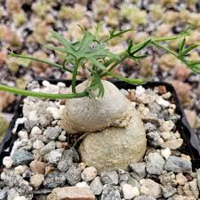 Image result for Kedrostis foetidissima