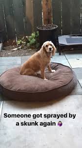 Next, wash your dog with pet shampoo and rinse thoroughly. How To Remove Skunk Smell From Your Dog And Home