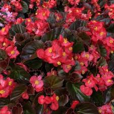 Beginning about 1963 it increased enormously on australia's great barrier reef. Walnut Ridge Nursery Garden Center 33 Photos Nurseries Gardening 2108 Hamburg Pike Jeffersonville In Phone Number Yelp