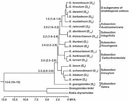 Image result for Gossypioides kirkii