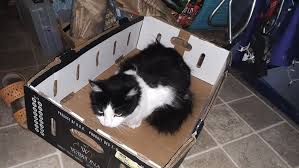 My Baby Haiji Being A Loaf In An Old Fruit Box Animal Rescue Shelters Pet Adoption Cat S