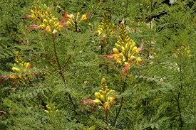 Image result for Erythrostemon