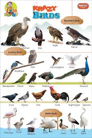 krazy birds chart manufacturer exporters from india id