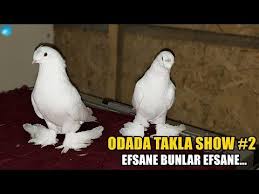 Guvercin Videolari Pigeon Videos Trakya Yerlisi Kullu Tepeli Guvercinler Youtube