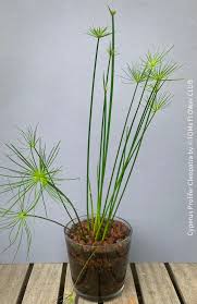 Image result for Cyperus prolifer