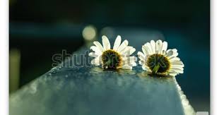Two White Chamomile Flowers As An Expression Of Love زهرتا أزهار البابونج الأبيض كتعبير عن الحب Chamomile Flowers Photo Editing Stock Photos