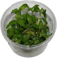 Image result for Floscopa sp.no.1