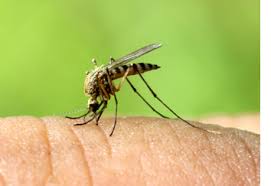 West chester, pennsylvania is one of the most idyllic towns in the united states. Pest Control West Chester Pa Patriot Pest Solutions