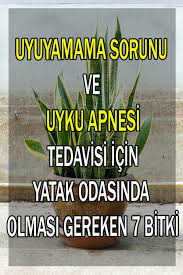 Uyku Sorunlari Icin Yatak Odasinda Bulunmasi Gereken Bitkiler