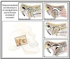 Group function mediotrusive contact type. Occlusion Dentistry Wikipedia