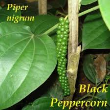 From sweet to packed with heat, and from green to red to purple, peppers offer plenty of variety. Black Pepper Seeds Piper Nigrum Prijs 1 95