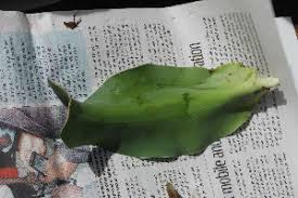 Image result for Crinum subcernuum