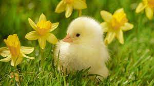 Baby Animal Wallpapers Wallpaper Cave