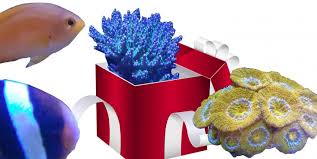 Gift for sister,natural coral, sterling silver gemstone stud wedding gift. Gifts For Coral Saltwater Aquarium Lovers Tank Facts