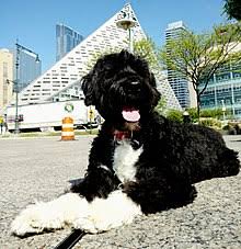 Portuguese Water Dog Wikipedia