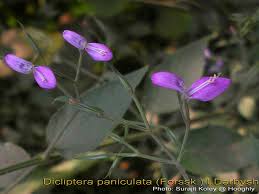 Image result for Dicliptera paniculata