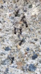 Oeters says while there are numerous pest control. How Much Does It Cost For An Exterminator To Get Rid Of Ants In The Seattle Area Exterminators House Ants Control Removal